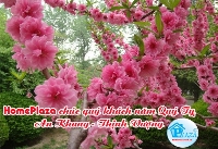 Khuyến mại giường cũi